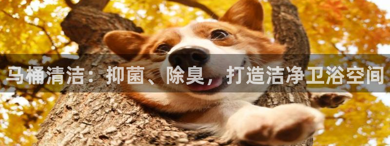 尊龙人生就是博旧版现金娱乐一下：马桶清洁：抑菌、除臭，打