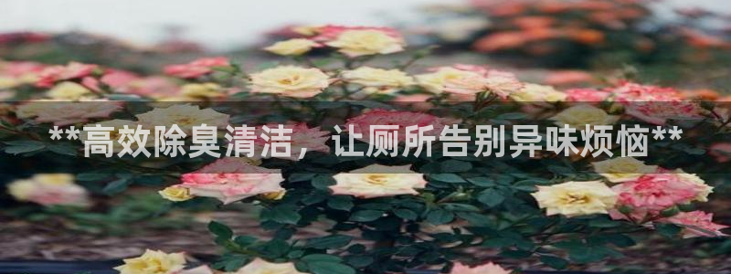 尊龙网站注册网：**高效除臭清洁，让厕所告别异味烦恼**