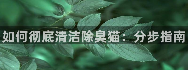 尊龙官网手机版：如何彻底清洁除臭猫：分步指南